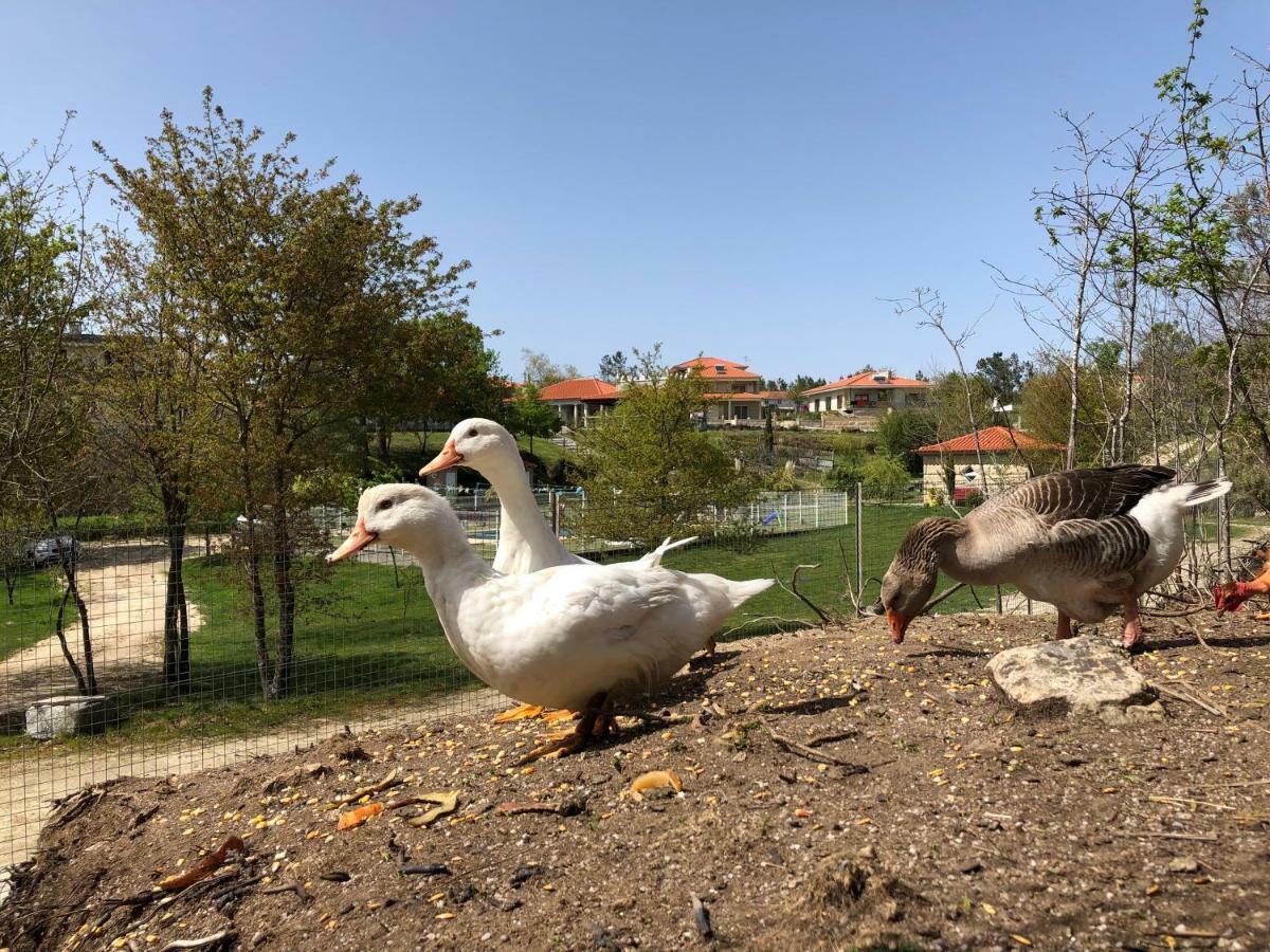 הוילה סלוריקו דה באשטו Casa Da Quinta Da Prelada Simao Partie Basse מראה חיצוני תמונה